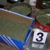 Policejní razie proti  pěstitelům marihuany