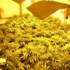 Policejní razie proti  pěstitelům marihuany